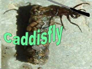 Copyright © 2010 Ryan P. Murphy
 