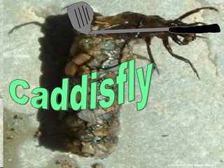 Copyright © 2010 Ryan P. Murphy
 