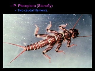 – P- Plecoptera (Stonefly)
• Two caudal filaments.
 
