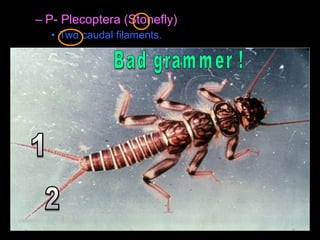 – P- Plecoptera (Stonefly)
• Two caudal filaments.
 