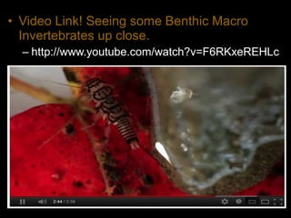 • Video Link! Seeing some Benthic Macro
Invertebrates up close.
– http://www.youtube.com/watch?v=F6RKxeREHLc
 