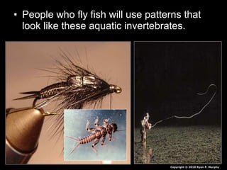 • People who fly fish will use patterns that
look like these aquatic invertebrates.
Copyright © 2010 Ryan P. Murphy
 