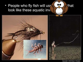 • People who fly fish will use patterns that
look like these aquatic invertebrates.
Copyright © 2010 Ryan P. Murphy
 