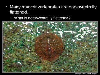 • Many macroinvertebrates are dorsoventrally
flattened.
– What is dorsoventrally flattened?
Copyright © 2010 Ryan P. Murphy
 