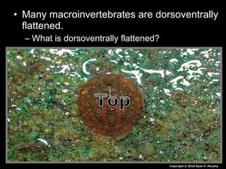 • Many macroinvertebrates are dorsoventrally
flattened.
– What is dorsoventrally flattened?
Copyright © 2010 Ryan P. Murphy
 
