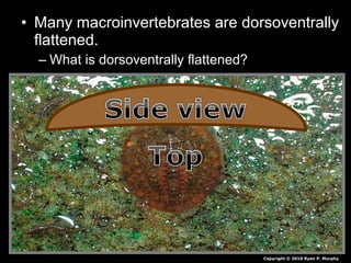 • Many macroinvertebrates are dorsoventrally
flattened.
– What is dorsoventrally flattened?
Copyright © 2010 Ryan P. Murphy
 