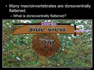 • Many macroinvertebrates are dorsoventrally
flattened.
– What is dorsoventrally flattened?
Copyright © 2010 Ryan P. Murphy
 