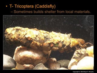 • T- Tricoptera (Caddisfly)
– Sometimes builds shelter from local materials.
Copyright © 2010 Ryan P. Murphy
 