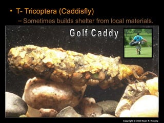 • T- Tricoptera (Caddisfly)
– Sometimes builds shelter from local materials.
Copyright © 2010 Ryan P. Murphy
 