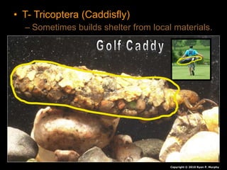 • T- Tricoptera (Caddisfly)
– Sometimes builds shelter from local materials.
Copyright © 2010 Ryan P. Murphy
 