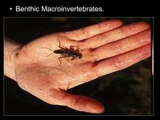 • Benthic Macroinvertebrates.
 