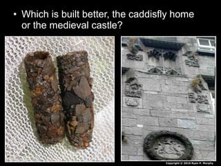 • Which is built better, the caddisfly home
or the medieval castle?
Copyright © 2010 Ryan P. Murphy
 