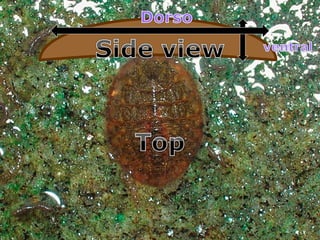 • Many macroinvertebrates are dorsoventrally
flattened.
– What is dorsoventrally flattened?
Copyright © 2010 Ryan P. Murphy
 