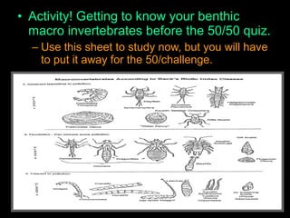 • Activity! Getting to know your benthic
macro invertebrates before the 50/50 quiz.
– Use this sheet to study now, but you will have
to put it away for the 50/challenge.
 