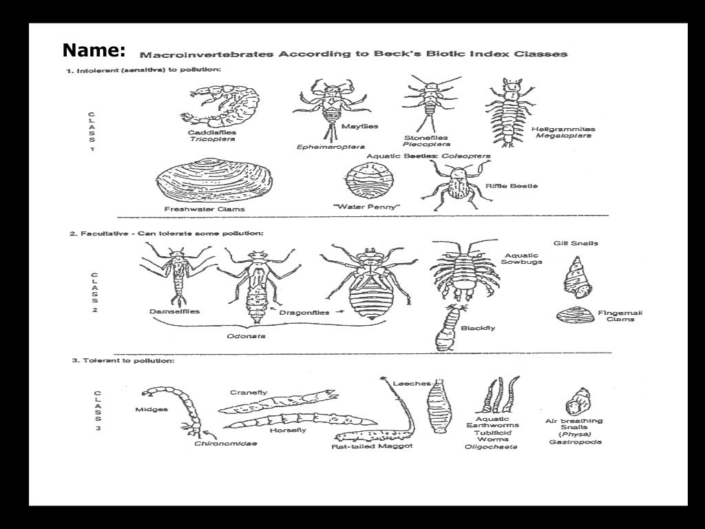 Benthic Macroinvertebrates Lesson PowerPoint, Water Quality, Insects