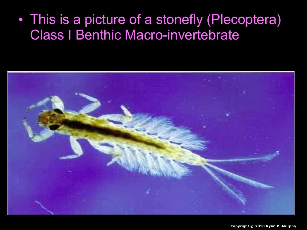 Benthic Macroinvertebrates Lesson PowerPoint, Water Quality, Insects