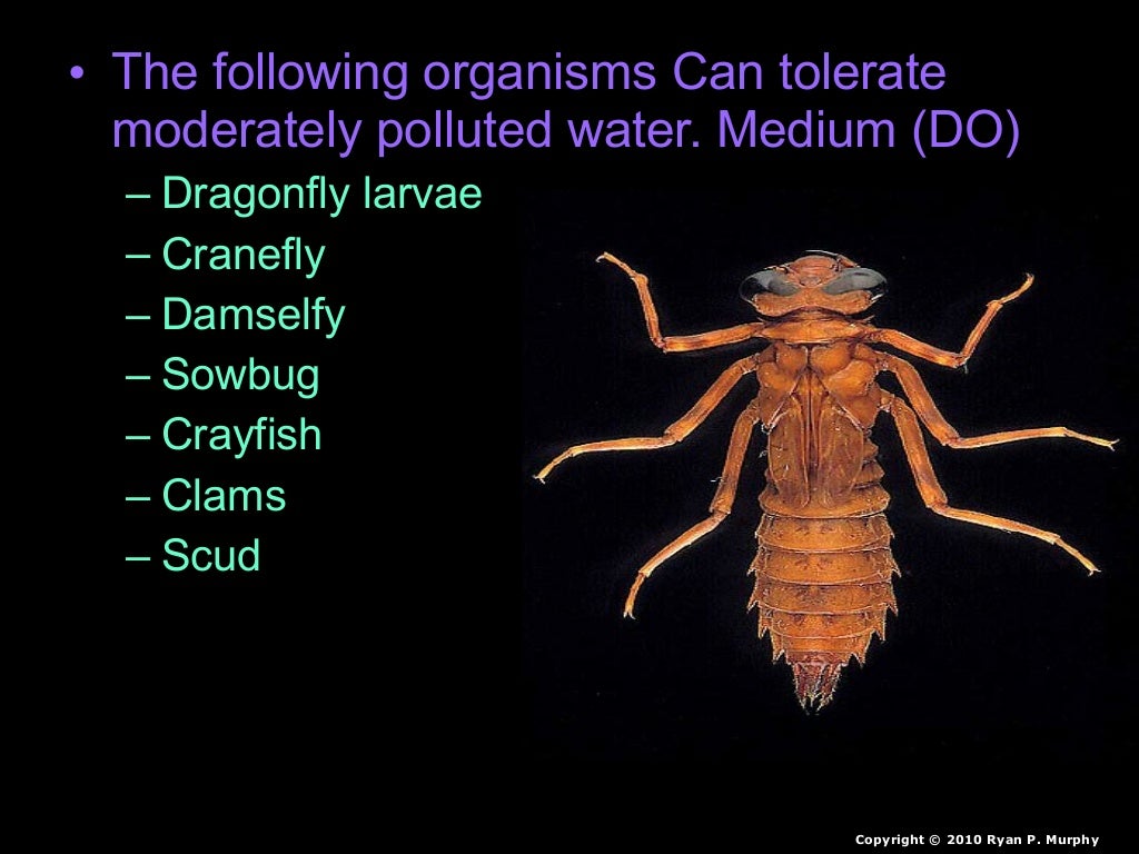 Benthic Macroinvertebrates Lesson PowerPoint, Water Quality, Insects