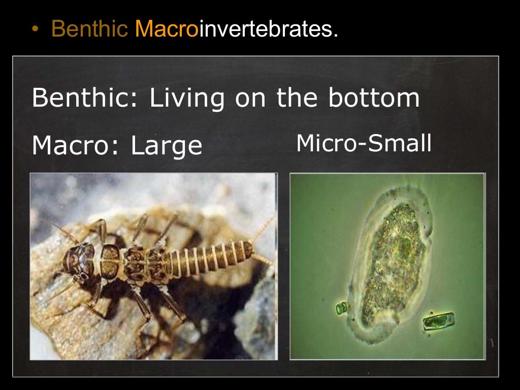Benthic Macroinvertebrates Lesson PowerPoint, Water Quality, Insects