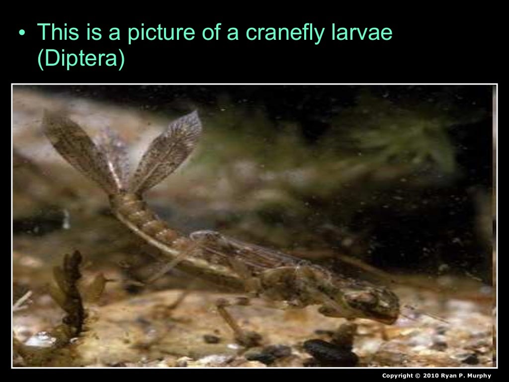 Benthic Macroinvertebrates Lesson PowerPoint, Water Quality, Insects