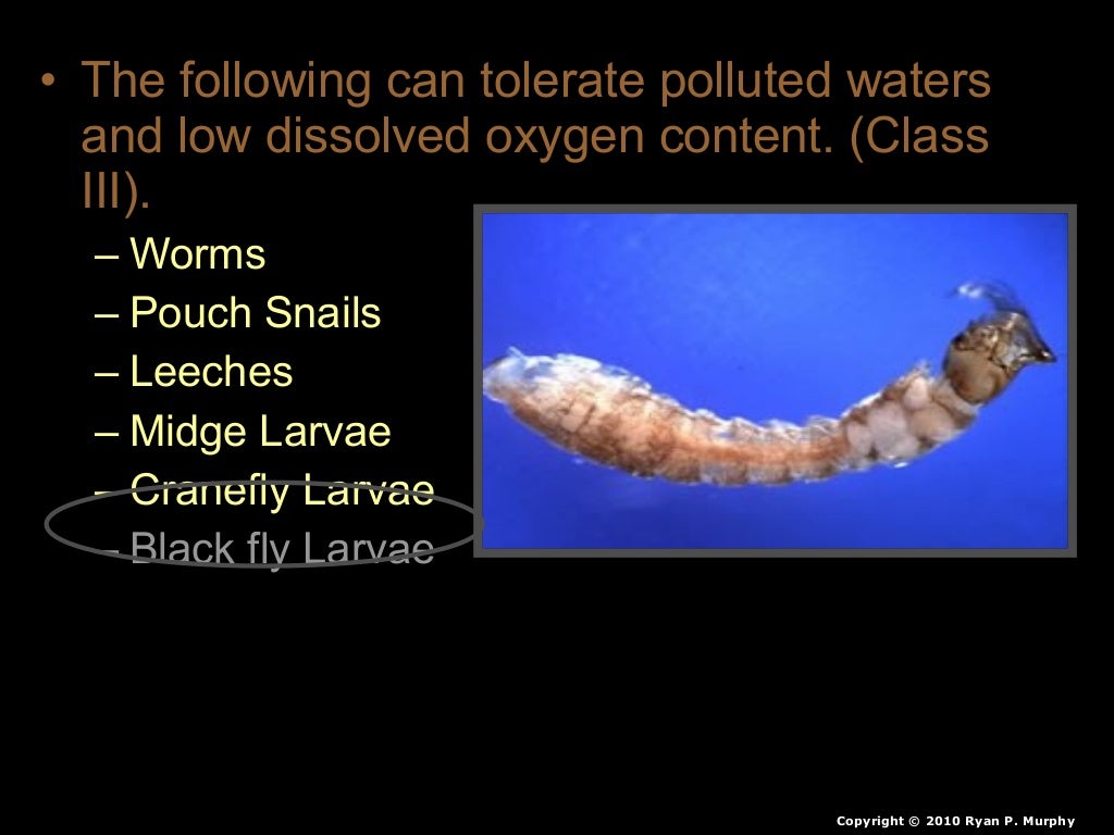 Benthic Macroinvertebrates Lesson PowerPoint, Water Quality, Insects