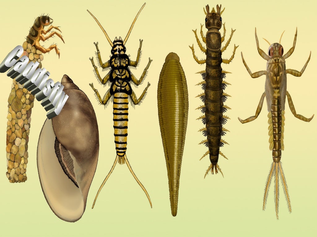 Benthic Macroinvertebrates Lesson PowerPoint, Water Quality, Insects