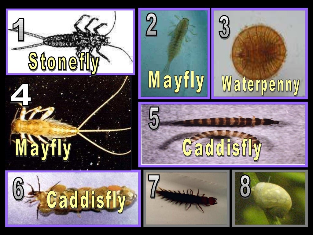 Benthic Macroinvertebrates Lesson PowerPoint, Water Quality, Insects