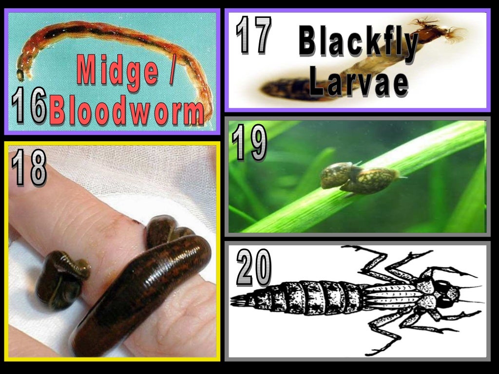 Benthic Macroinvertebrates Lesson PowerPoint, Water Quality, Insects