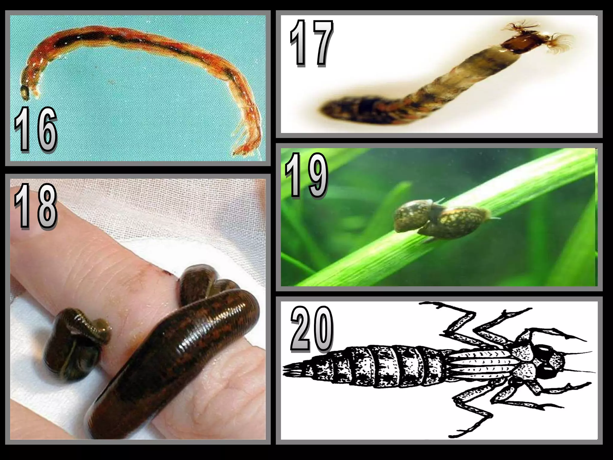 Name that Benthic Macroinvertebrates Quiz, Aquatic Insects | PPT