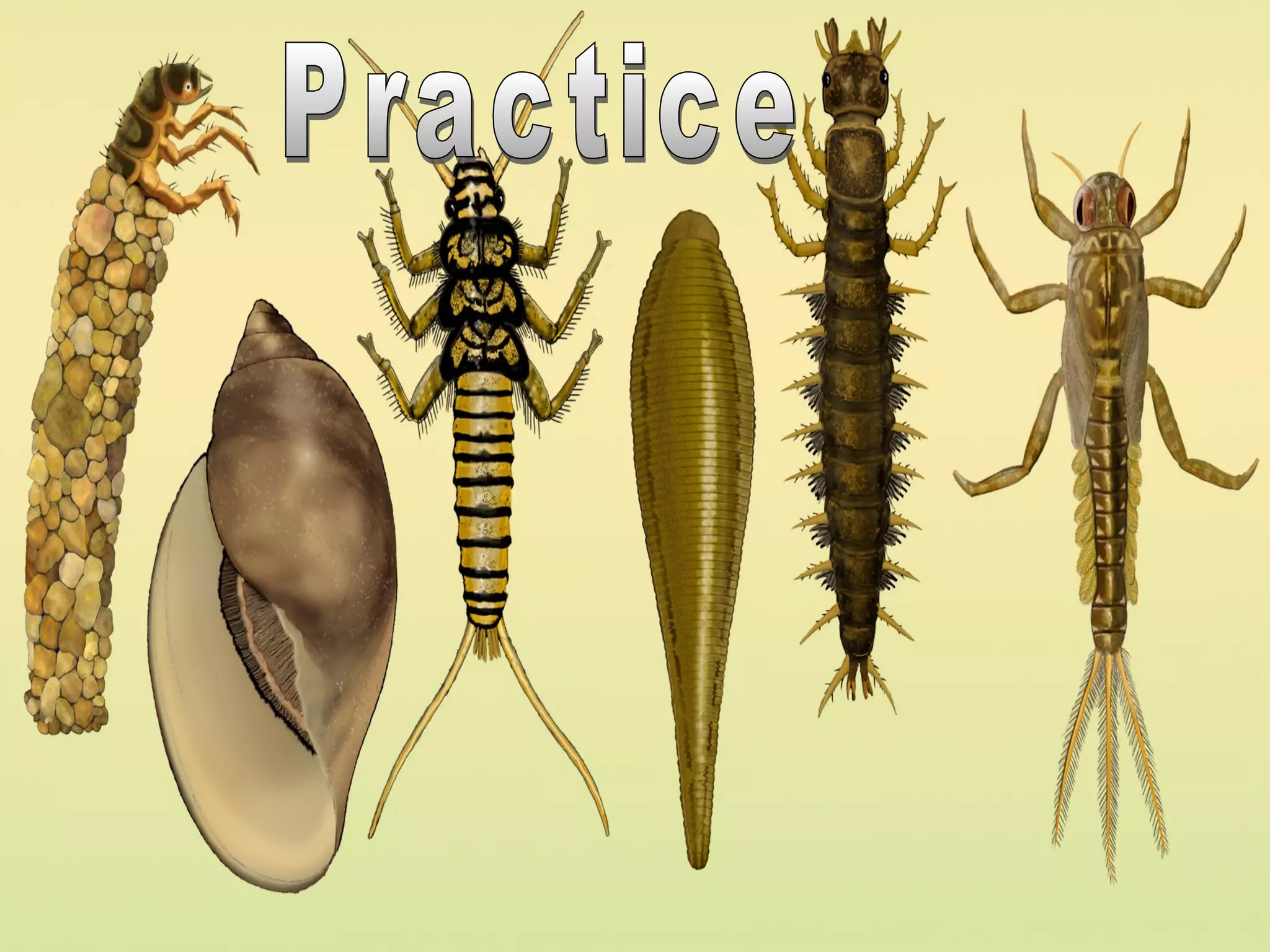 Aquatic Insect Identification Quiz