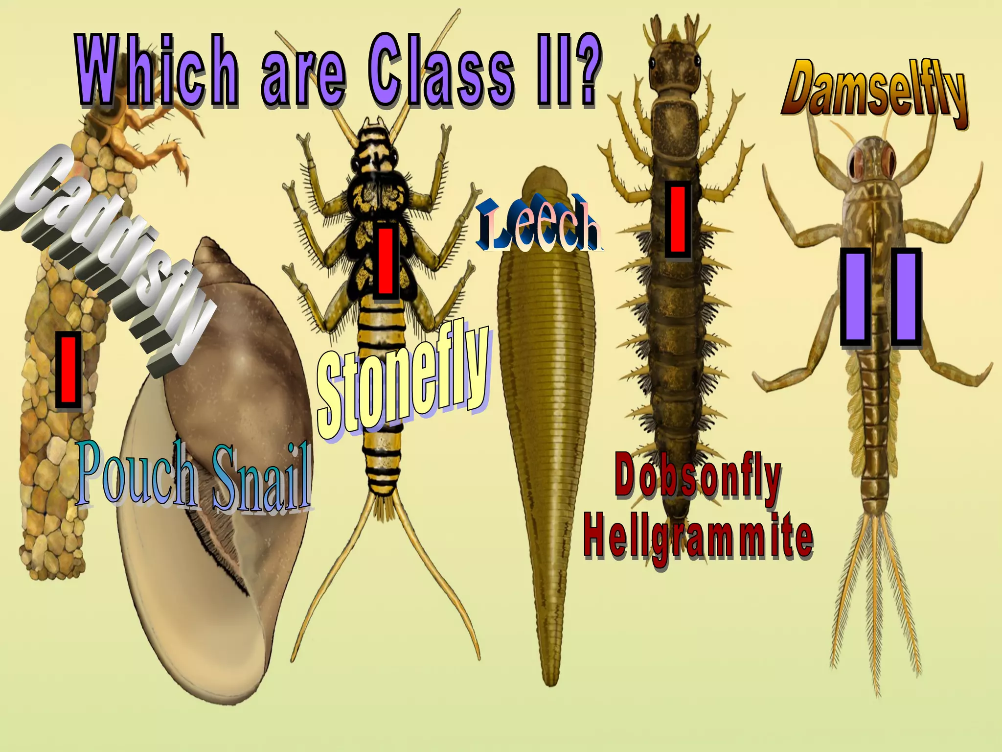 Aquatic Insect Identification Quiz