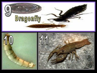 Name that Benthic Macroinvertebrates Quiz, Aquatic Insects | PPT