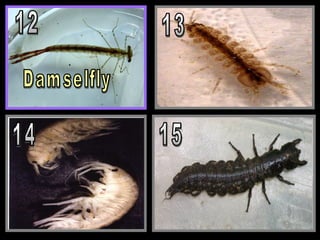 Name that Benthic Macroinvertebrates Quiz, Aquatic Insects | PPT