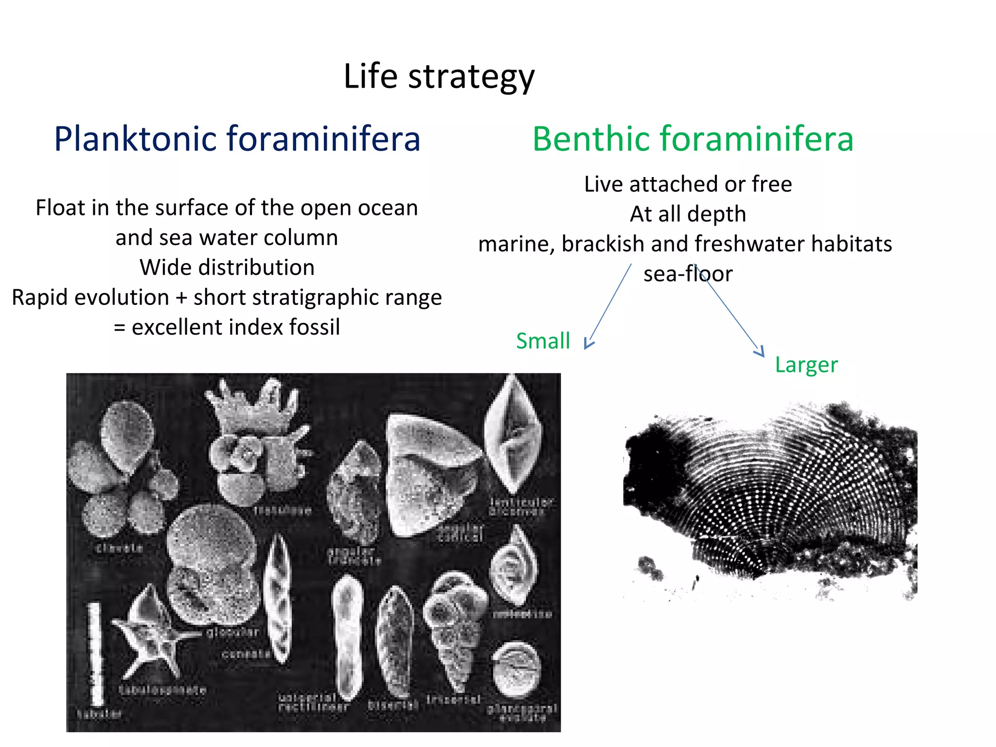 Life strategy
Float in the surface of the open ocean
and sea water column
Wide distribution
Rapid evolution + short stratigraphic range
= excellent index fossil
Benthic foraminifera
Live attached or free
At all depth
marine, brackish and freshwater habitats
sea-floor
Small
Larger
Planktonic foraminifera
 