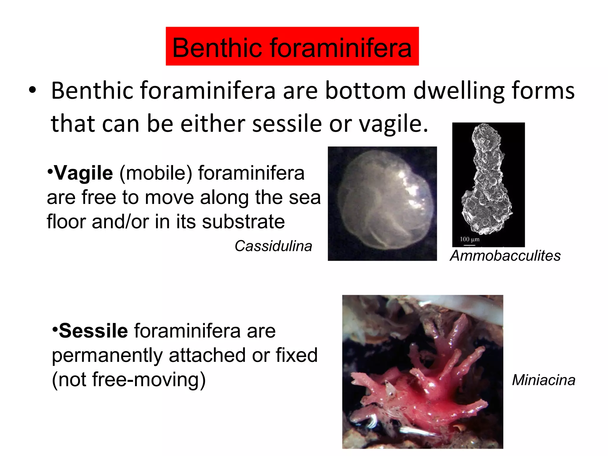 • Benthic foraminifera are bottom dwelling forms
that can be either sessile or vagile.
Benthic foraminifera
•Vagile (mobile) foraminifera
are free to move along the sea
floor and/or in its substrate
Cassidulina
•Sessile foraminifera are
permanently attached or fixed
(not free-moving)
Ammobacculites
Miniacina
 