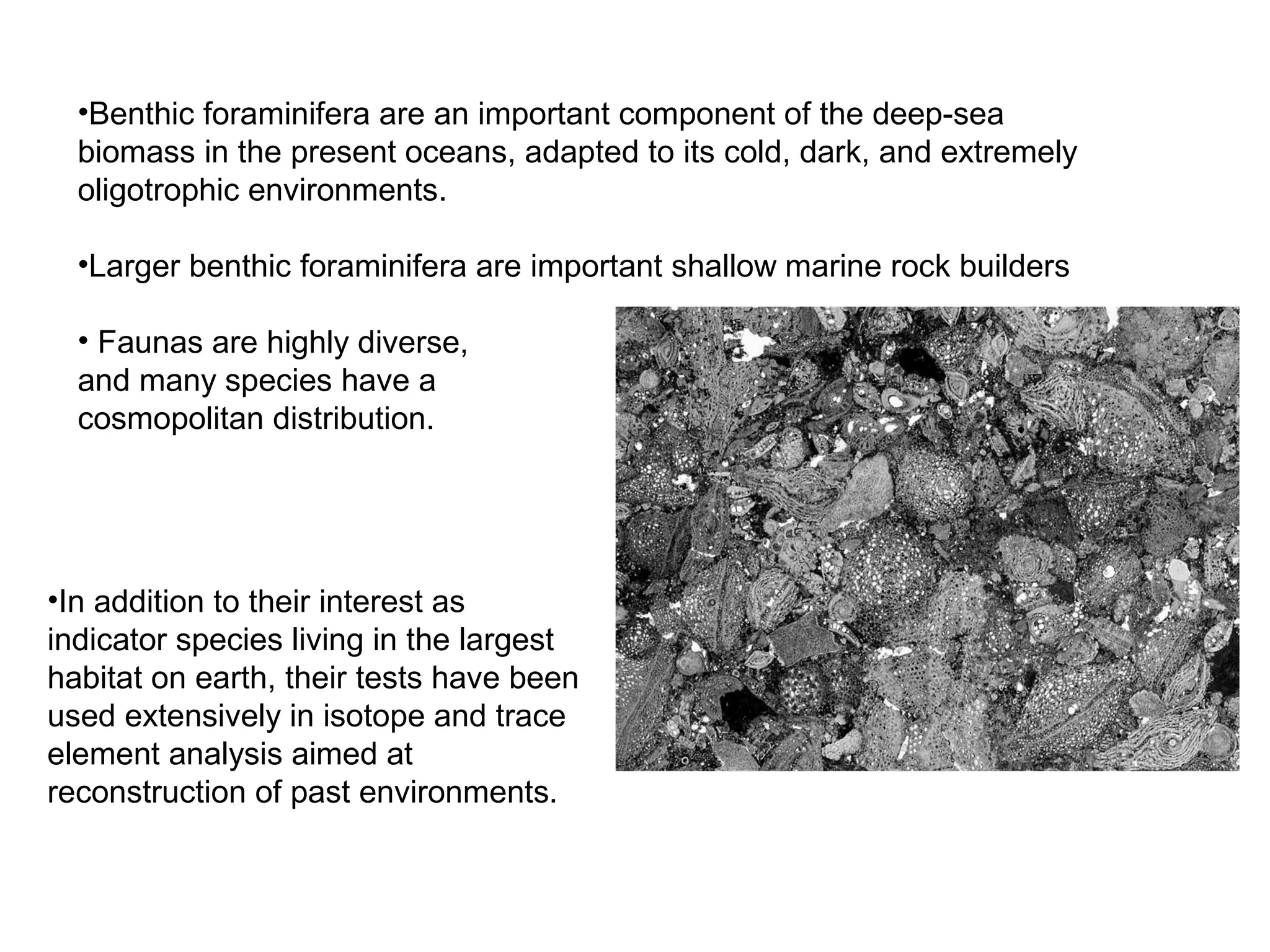 •Benthic foraminifera are an important component of the deep-sea
biomass in the present oceans, adapted to its cold, dark, and extremely
oligotrophic environments.
•Larger benthic foraminifera are important shallow marine rock builders
• Faunas are highly diverse,
and many species have a
cosmopolitan distribution.
•In addition to their interest as
indicator species living in the largest
habitat on earth, their tests have been
used extensively in isotope and trace
element analysis aimed at
reconstruction of past environments.
 