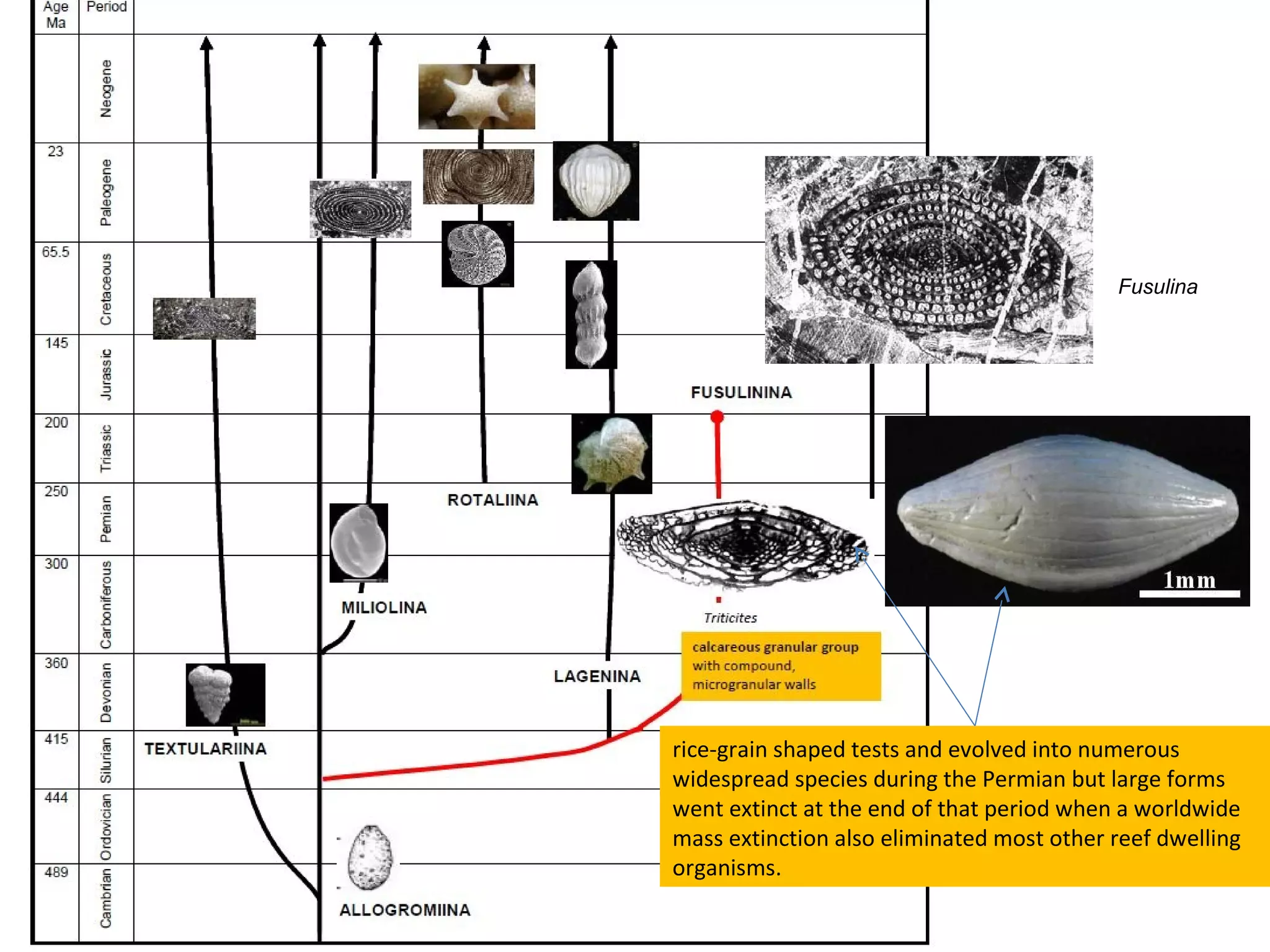 Fusulina
rice-grain shaped tests and evolved into numerous
widespread species during the Permian but large forms
went extinct at the end of that period when a worldwide
mass extinction also eliminated most other reef dwelling
organisms.
 