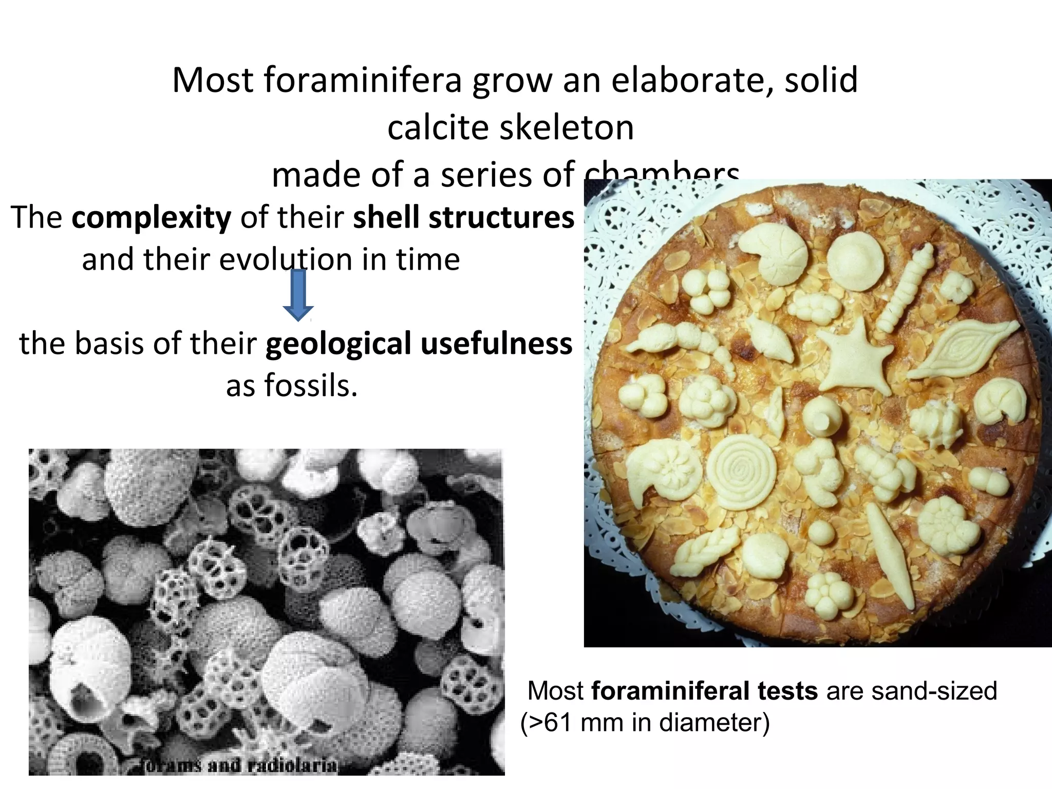 Most foraminifera grow an elaborate, solid
calcite skeleton
made of a series of chambers.
The complexity of their shell structures
and their evolution in time
the basis of their geological usefulness
as fossils.
Most foraminiferal tests are sand-sized
(>61 mm in diameter)
 
