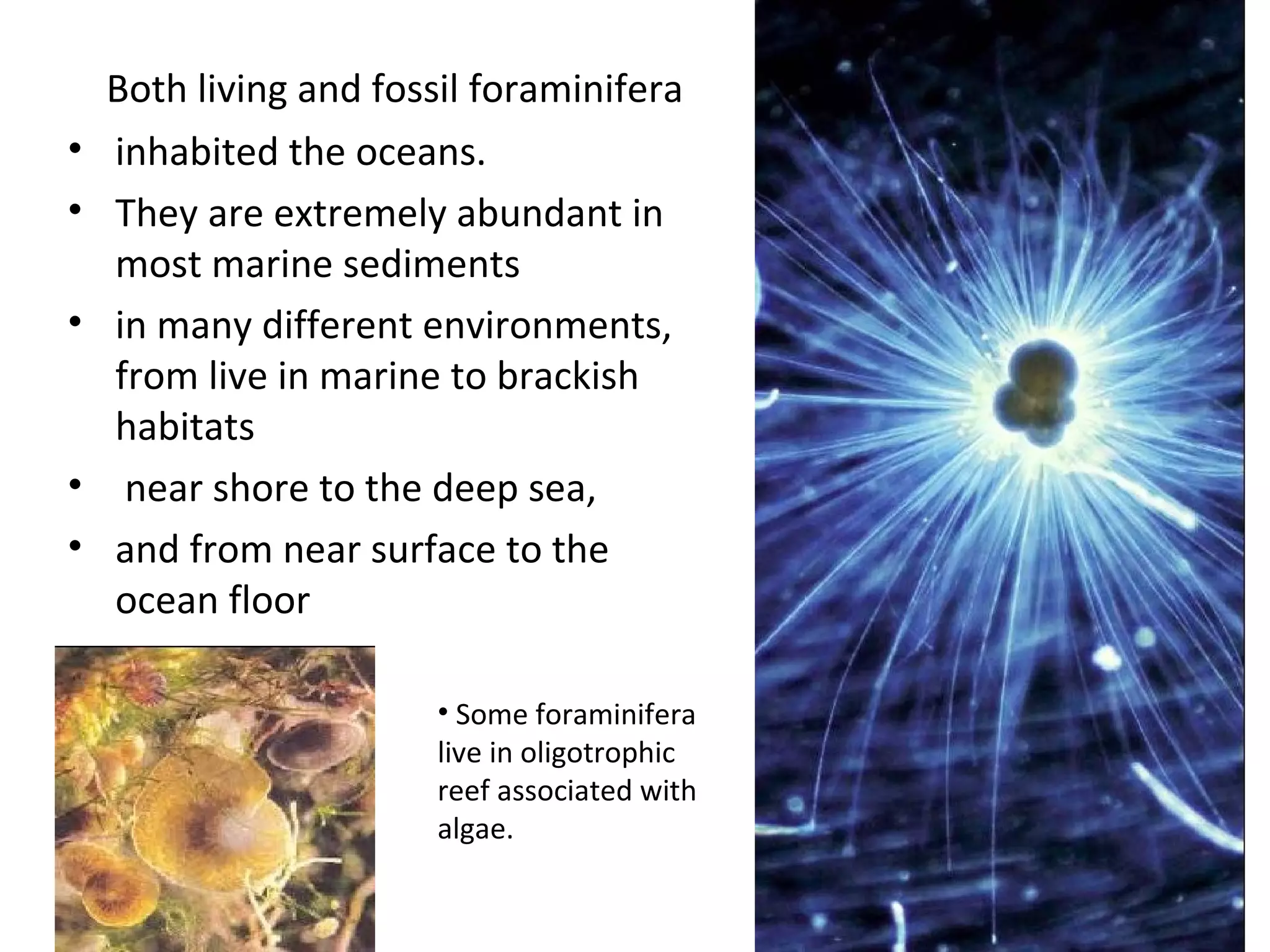 Both living and fossil foraminifera
• inhabited the oceans.
• They are extremely abundant in
most marine sediments
• in many different environments,
from live in marine to brackish
habitats
• near shore to the deep sea,
• and from near surface to the
ocean floor
• Some foraminifera
live in oligotrophic
reef associated with
algae.
 