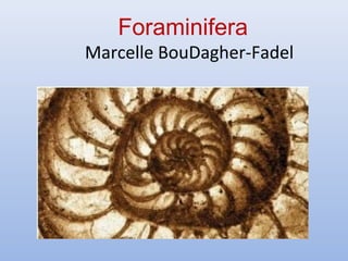Foraminifera
Marcelle BouDagher-Fadel
 