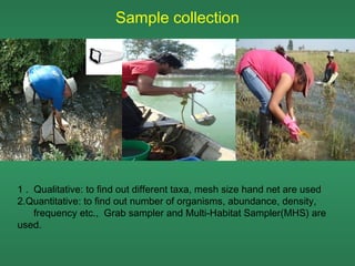 Sample collection




1 . Qualitative: to find out different taxa, mesh size hand net are used
2.Quantitative: to find out number of organisms, abundance, density,
    frequency etc., Grab sampler and Multi-Habitat Sampler(MHS) are
used.
 