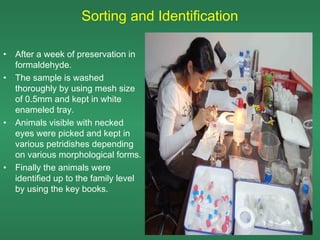 Sorting and Identification

•   After a week of preservation in
    formaldehyde.
•   The sample is washed
    thoroughly by using mesh size
    of 0.5mm and kept in white
    enameled tray.
•   Animals visible with necked
    eyes were picked and kept in
    various petridishes depending
    on various morphological forms.
•   Finally the animals were
    identified up to the family level
    by using the key books.
 