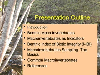 Presentation Outline
 Introduction
 Benthic Macroinvertebrates
 Macroinvertebrates as Indicators
 Benthic Index of Biotic Integrity (I-IBI)
 Macroinvertebrates Sampling- The
  Basics
 Common Macroinvertebrates
 References
 
