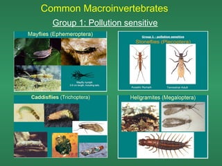 Common Macroinvertebrates
  Group 1: Pollution sensitive
 