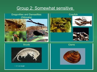 Group 2: Somewhat sensitive
 