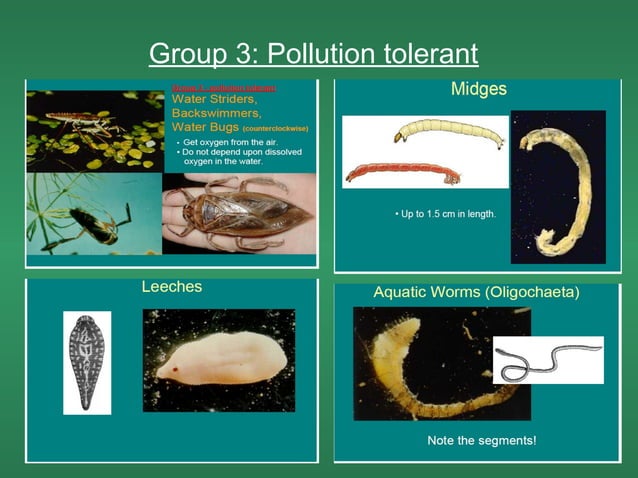 Benthic macroinvertebrates | PPT | Zoos & Aquariums | Attractions