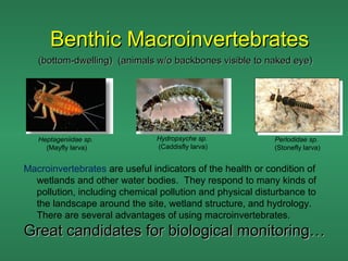 Benthic Macroinvertebrates
   (bottom-dwelling) (animals w/o backbones visible to naked eye)




   Heptageniidae sp.           Hydropsyche sp.              Perlodidae sp.
     (Mayfly larva)            (Caddisfly larva)            (Stonefly larva)


Macroinvertebrates are useful indicators of the health or condition of
  wetlands and other water bodies. They respond to many kinds of
  pollution, including chemical pollution and physical disturbance to
  the landscape around the site, wetland structure, and hydrology.
  There are several advantages of using macroinvertebrates.
Great candidates for biological monitoring…
 