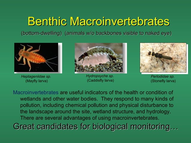 Benthic macroinvertebrates | PPT