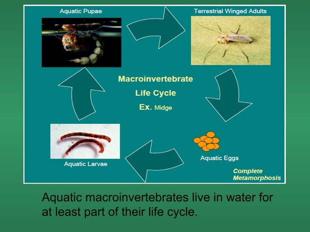 Benthic macroinvertebrates | PPT | Zoos & Aquariums | Attractions