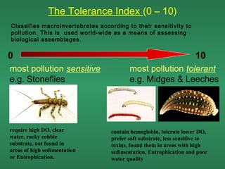 The Tolerance Index (0 – 10)
Classifies macroinvertebrates according to their sensitivity to
pollution. This is used world-wide as a means of assessing
biological assemblages .


0                                                                    10
most pollution sensitive                 most pollution tolerant
e.g. Stoneflies                          e.g. Midges & Leeches




require high DO, clear            contain hemoglobin, tolerate lower DO,
water, rocky cobble               prefer soft substrate, less sensitive to
substrate, not found in           toxins, found them in areas with high
areas of high sedimentation       sedimentation, Eutrophication and poor
or Eutrophication.                water quality
 