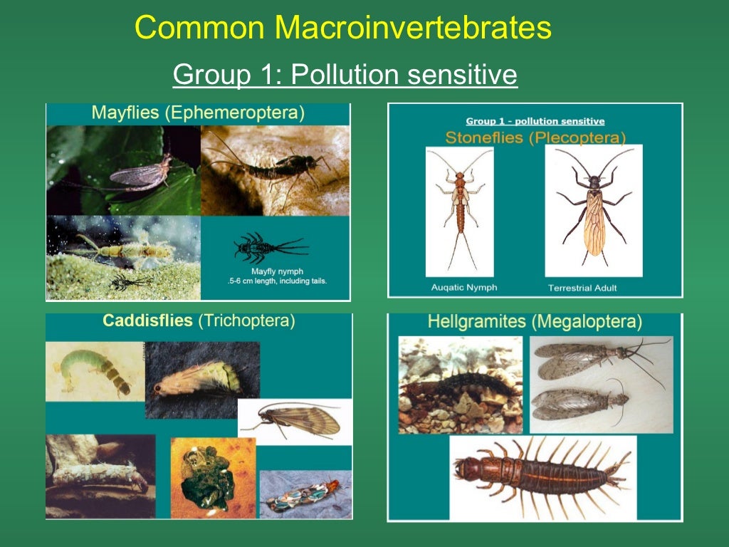 Benthic macroinvertebrates